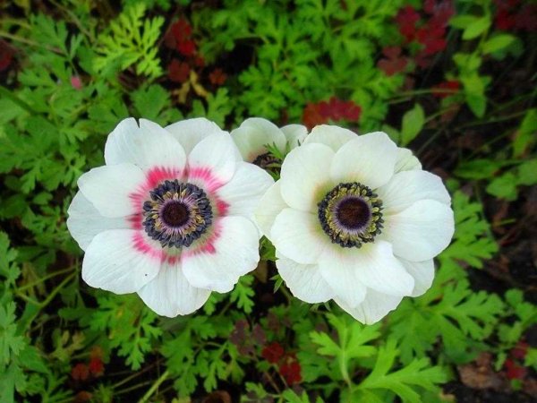 Анемона дланевидная