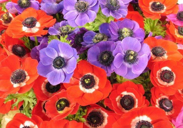 Анемона де Каен смесь