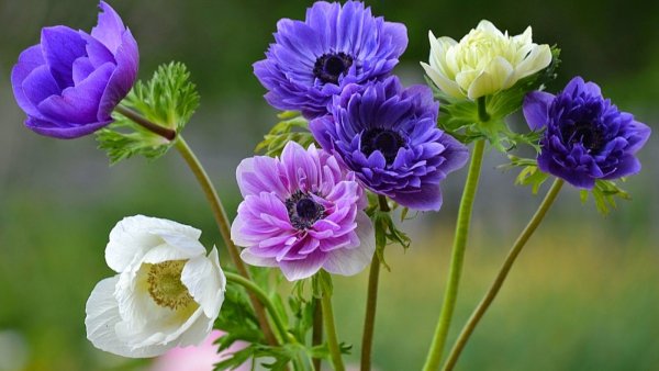 Анемона махровая Блу