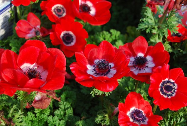 Ветреница корончатая (Anemone coronaria)