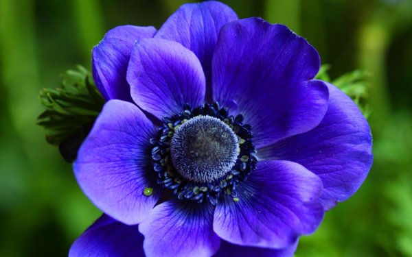 Ветреница корончатая (Anemone coronaria)