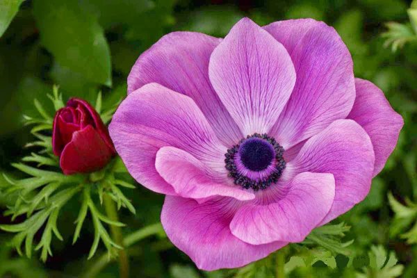 Анемона ветреница