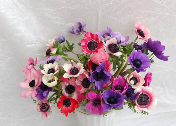 Анемона корончатая