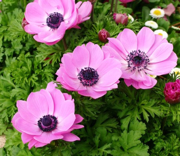 Анемоны цветы