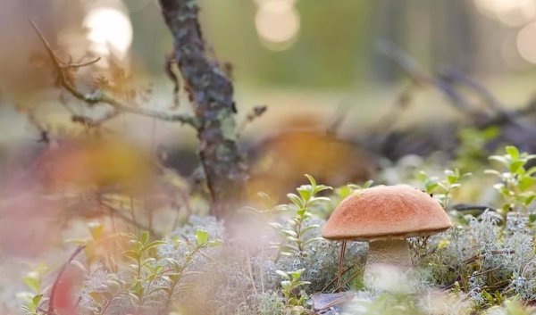 Доброе утро лес