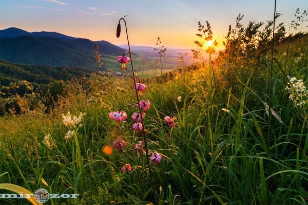 Разнотравье Алтайского края