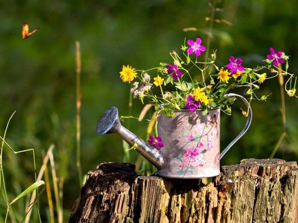 Цветы в лейке