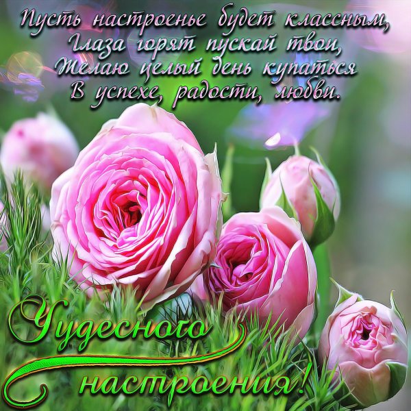 Доброе утро желтые розы