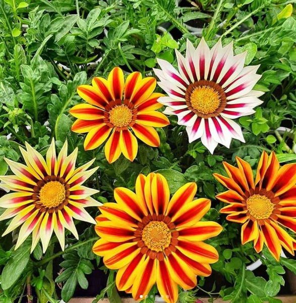 Лобелия гацания