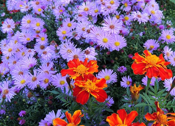 Многолетние астры и бархатцы