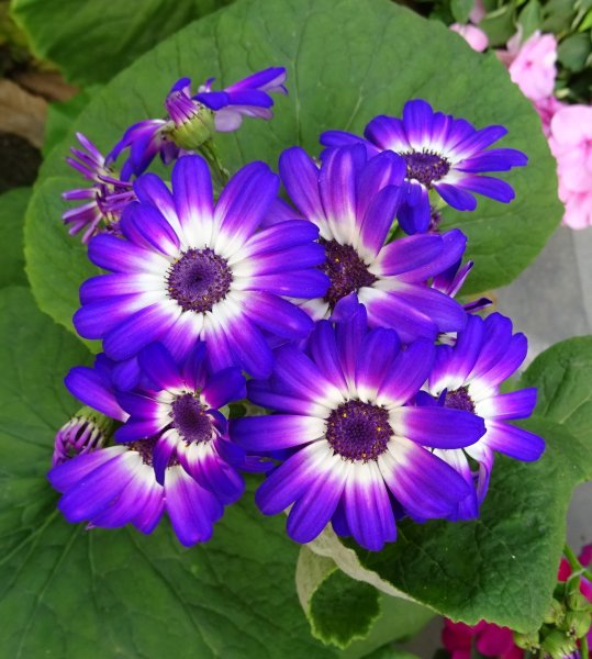 Цветы однолетки галакси