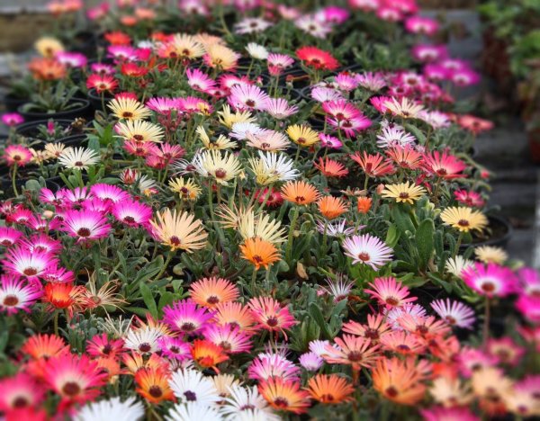 Цветы Мезембриантемум Арлекин