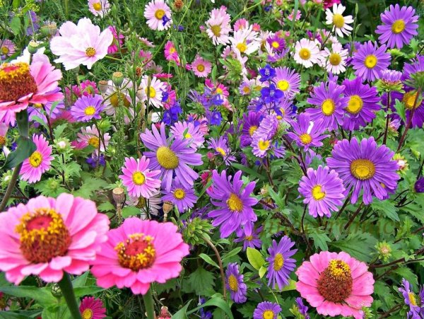 Однолетники двулетники многолетники