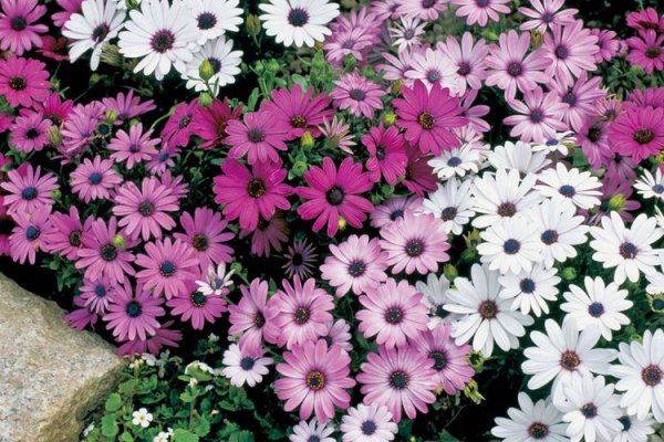 Остеоспермум Эклона