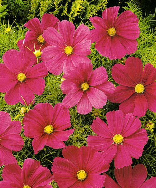 Валенсия однолетники цветущие