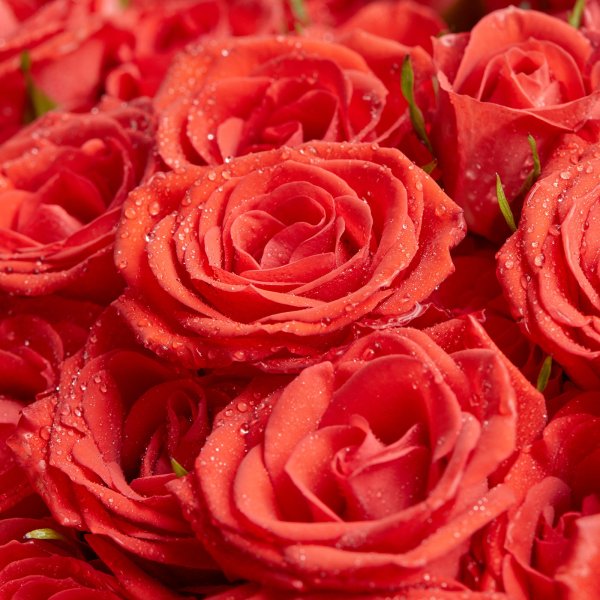 Букет роз на черном фоне