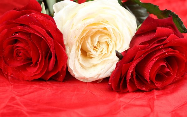 Букет алых роз