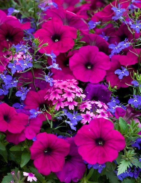 Однолетники петуния