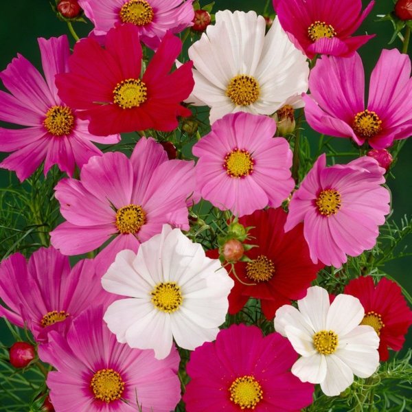 Космея Sonata Carmine