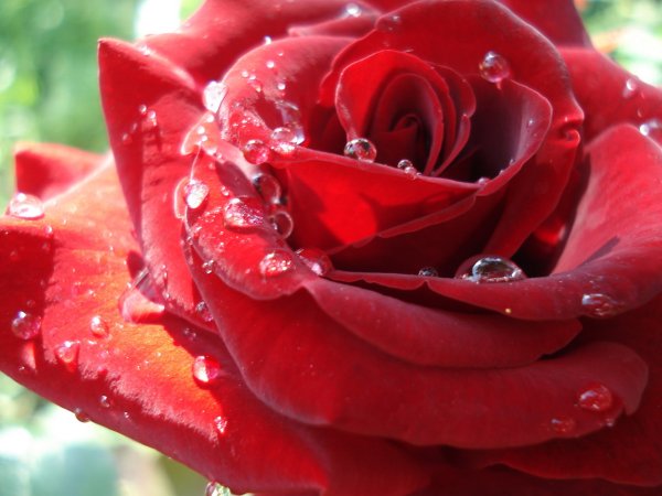 Бордовые розы фото