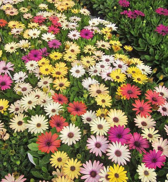 Остеоспермум Капская Маргаритка