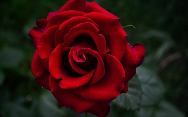 Открытки с розами