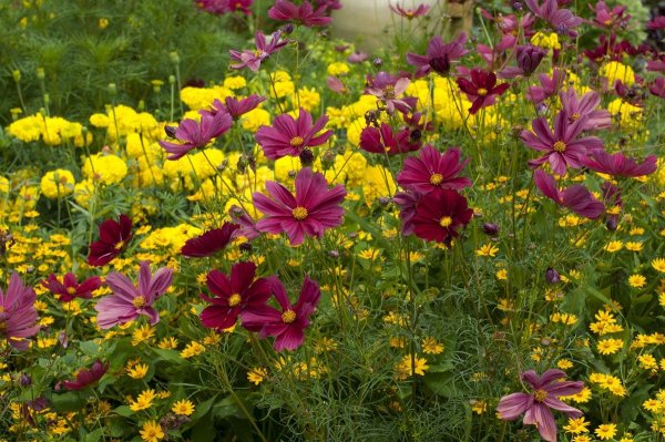 Космея и бархатцы