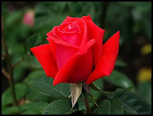 Розы алый Карсон букет