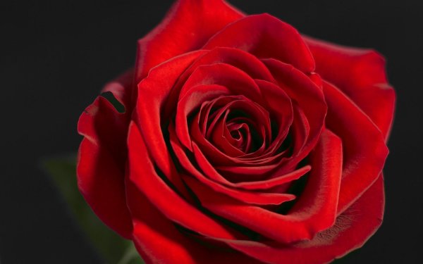 Букет «бордовая роза»