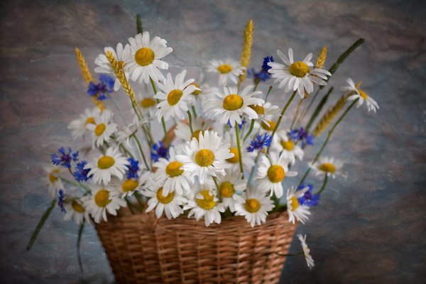 С днем рождения полевые ромашки