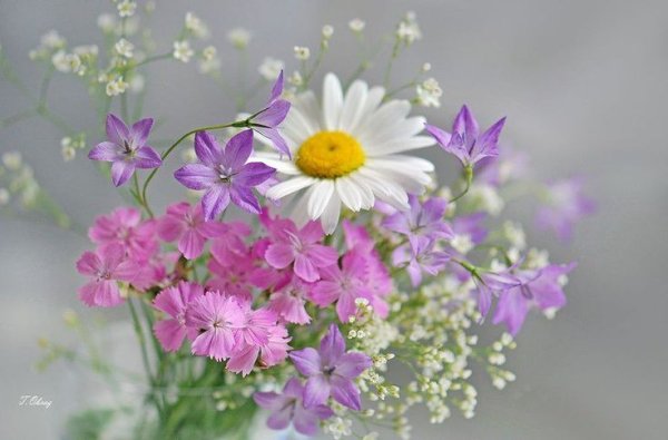 Красивые нежные полевые цветы