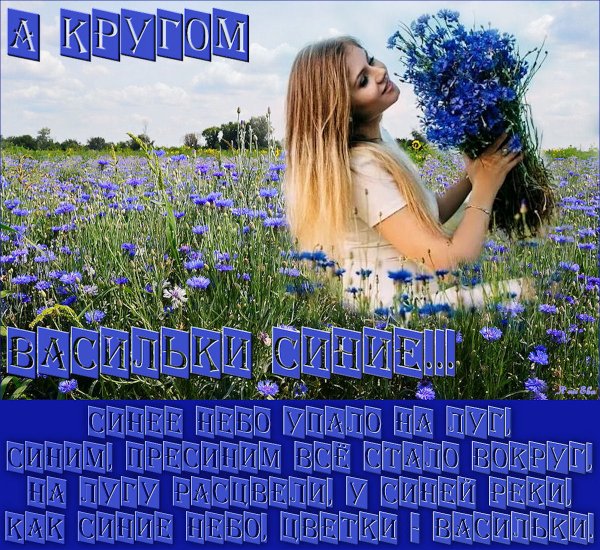 Много полевых цветов