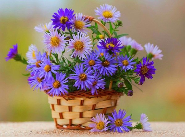 Букетик полевых цветов для тебя