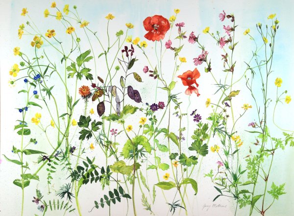 Полевые цветы акварелью