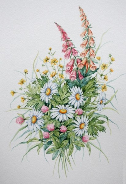 Полевые цветы в акварели Уэнди Тейт