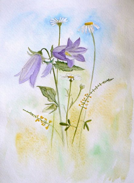 Акварель колокольчики луговые