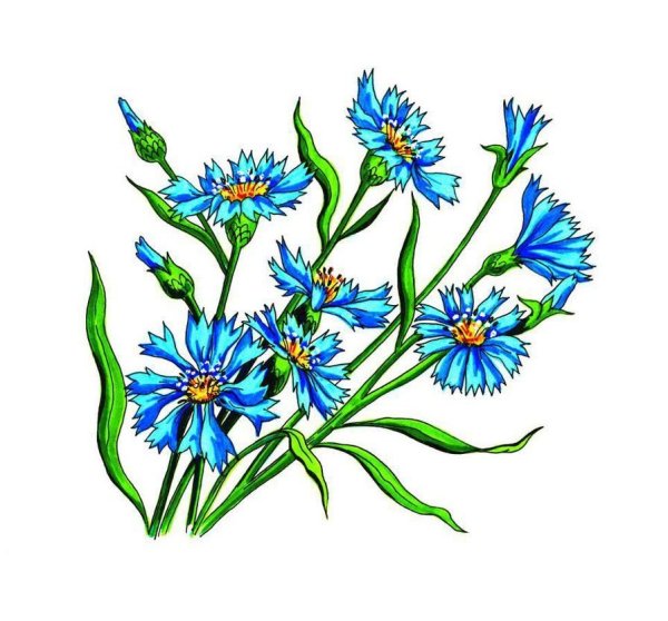 Цветок Василёк срисунок