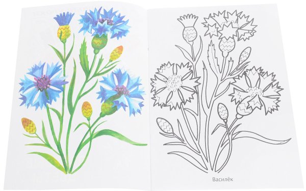 Полевые цветы раскраска для детей