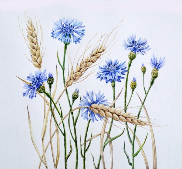 Ботаническая иллюстрация Василек акварель