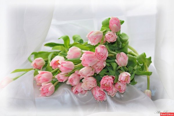 Поздравления с днём рождения Оле