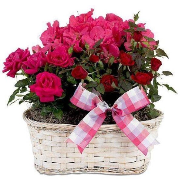 С днем рождения цветы