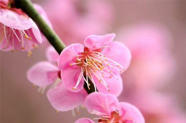 Гульнара молодец