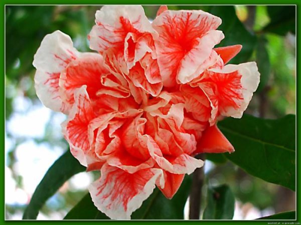 Гульнара надпись