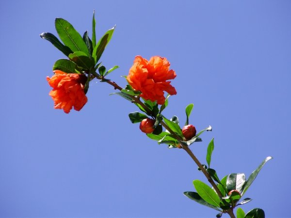 Гранатовый цветок-Гульнара