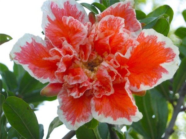 С днём рождения Ралина открытки