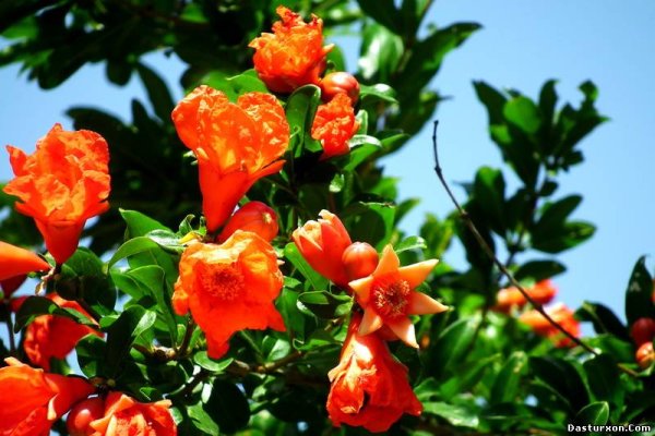 С днём рождения гульнпра