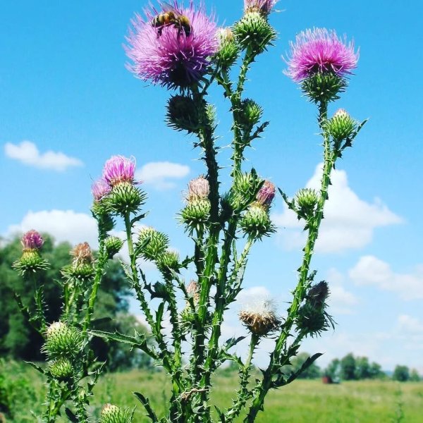 Татарник чертополох