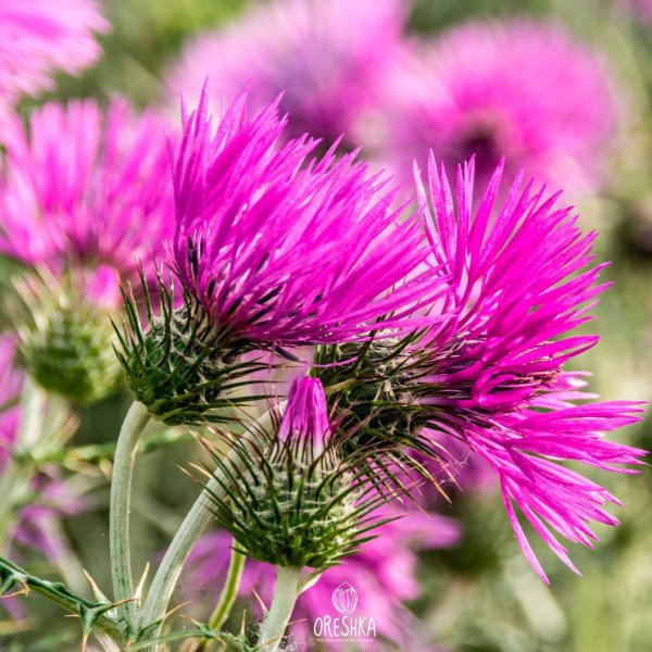 Расторопша пят