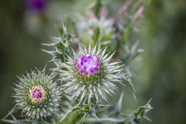 Репей чертополох Бодяк