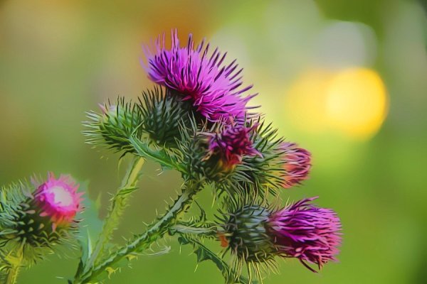 Чертополох растение